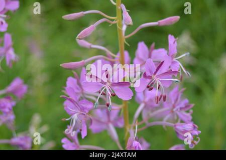 Flower flora on Bosnian mountains Stock Photo
