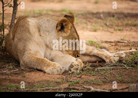 A single female Lion (Panthera leo) resting in the shade of a tree in Kruger National Park. South Africa Stock Photo
