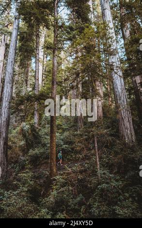 Man lost among redwood trees, Jedediah Smith, California Stock Photo