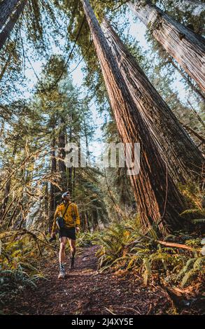 Male hiker walks among giant redwood trees in California Stock Photo
