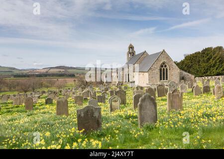 Old stone built church at Ford village, Northumberland, with wild yellow daffodils growing prolifically in the graveyard on a sunny spring day. Stock Photo