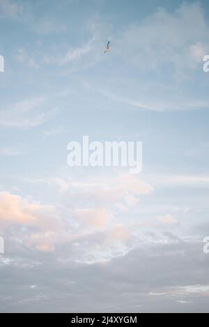 Seagull flying through pink and blue pastel sky in Carolina Beach Stock Photo