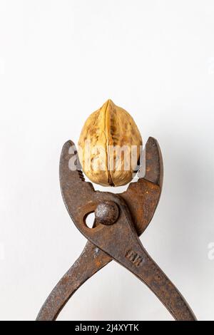 walnut is clamped by rusty pliers on a white background, copy sp Stock Photo