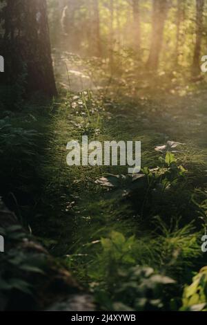 The sun's rays pass through the branches in the fog Stock Photo