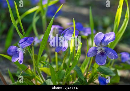 closeup view of three blossoms of heath dog-violets (Viola canina) in harmony Stock Photo