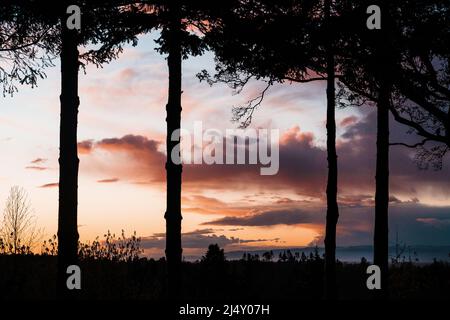 Colorful sunset behind tall pine trees in Washington state Stock Photo