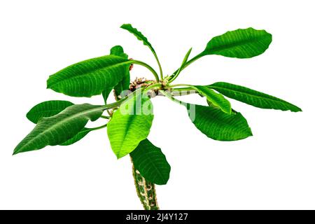 Euphorbia lophogona in a plant pot isolated on white background. Fast-growing cactus, indoor gardening Stock Photo