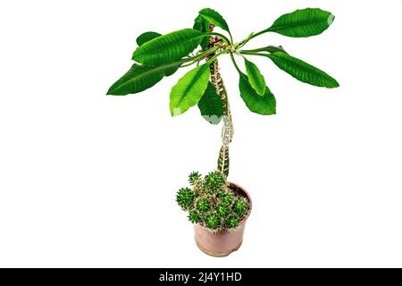 Euphorbia lophogona in a plant pot isolated on white background. Fast-growing cactus, indoor gardening Stock Photo