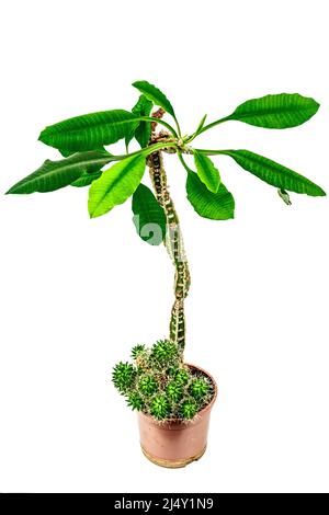 Euphorbia lophogona in a plant pot isolated on white background. Fast-growing cactus, indoor gardening Stock Photo