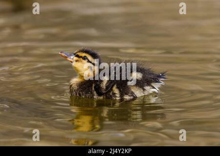 Mallard (Anas platyrhynchos) duckling in the spring sunshine. Amanda Rose/Alamy Stock Photo