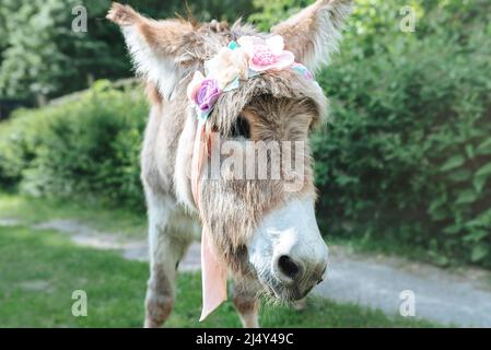 Gray donkey in a wreath of flowers on his head on a sunny day in the yard. Stock Photo