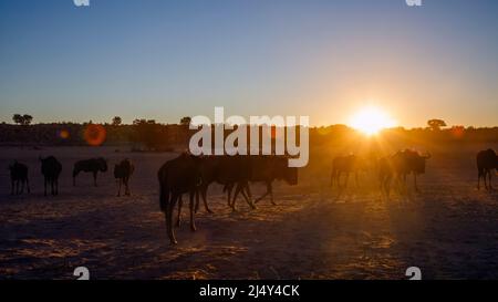 Small group of Blue wildebeest at sunset in backlit in Kgalagadi transfrontier park, South Africa ; Specie Connochaetes taurinus family of Bovidae Stock Photo