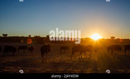 Small group of Blue wildebeest at sunset in backlit in Kgalagadi transfrontier park, South Africa ; Specie Connochaetes taurinus family of Bovidae Stock Photo