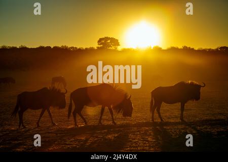 Small group of Blue wildebeest at sunset in backlit in Kgalagadi transfrontier park, South Africa ; Specie Connochaetes taurinus family of Bovidae Stock Photo