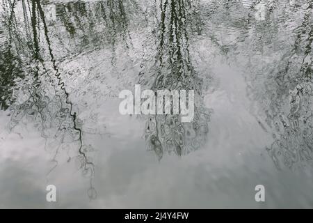 Defocused blurred transparent water surface texture with reflections of tree branches. Abstract nature background.  Stock Photo