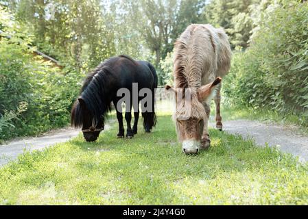 A gray donkey and a miniature black pony graze on a sunny day. Stock Photo