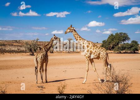 Giraffe mother and cub in desert land !in Kgalagadi transfrontier park, South Africa ; Specie Giraffa camelopardalis family of Giraffidae Stock Photo