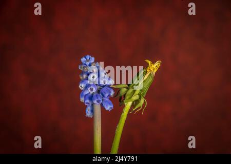 Blue Spike and Dandelion flowers blooms with red vintage color background Stock Photo