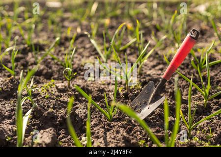 Young green spring shoots of garlic on a sunny day against a background of dark soil Stock Photo