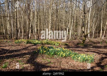Spring woods with Silver Birch whips and daffodils in flower. Stock Photo