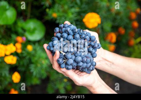 Close-up of female hands of a vintner or viticulturist holding a bunch of grape harvest. Stock Photo