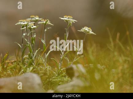 Very rare edelweiss mountain flower. Isolated rare and protected wild flower edelweiss flower - Leontopodium alpinum - growing in natural environment Stock Photo