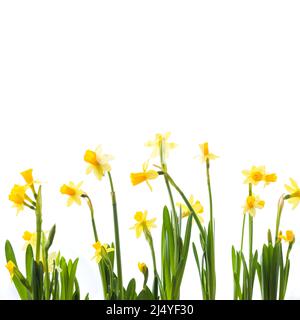 Yellow narcissus flowers isolated on white, square background photo with selective focus Stock Photo