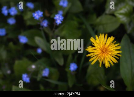 Common dandelion Taraxacum officinale with forget me knot flowers in the background, In flower in a North Norfolk garden. Stock Photo