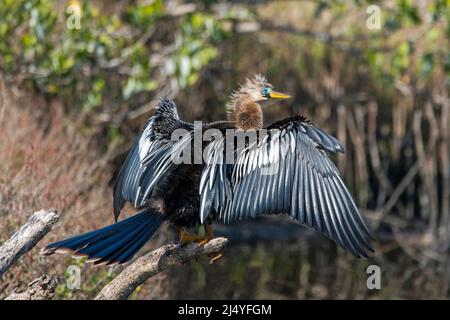 An anhinga dries it's feathers in the sun after fishing. Stock Photo