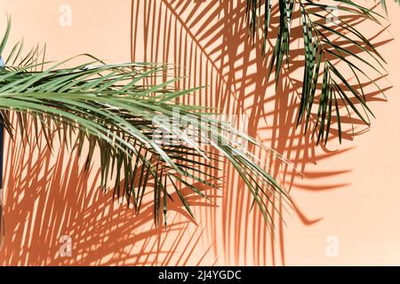 Palm leaves over pink background on bright light Stock Photo