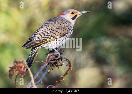 Male yellow-shafted flicker foraging on sumac berries in early morning light Stock Photo