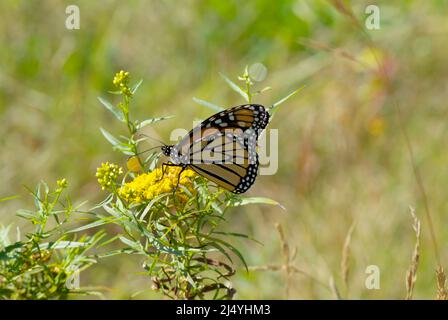 Monrach Butterfly on Golden Rod -Salidago- in a New England forest during the summer months. The Golden Rod is part of the Aster family. Stock Photo