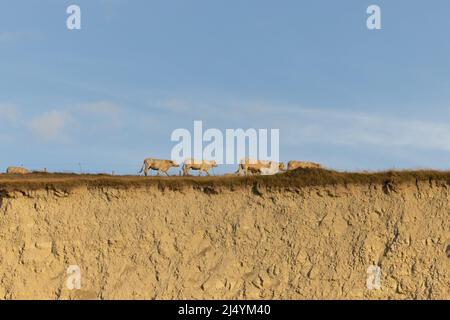 A couple of cows near the sea on a cliff with a beautiful blue sky and some slight clouds Cap Blanc-Nez, France. High quality photo Stock Photo