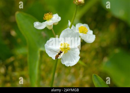 Arrowhead- Sagittaria latifolia-in a New England swamp during the summer months. This plant is part of the Water Plantain Family, and its found in sha Stock Photo