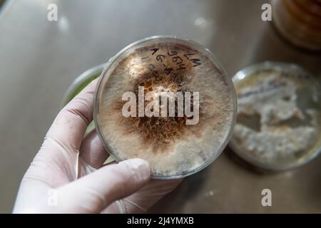 mycelium of exotic mushrooms in petri dishes. Selection and cultivation of mycelium. Mushroom cultivation around the world Stock Photo