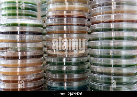 mycelium of exotic mushrooms in petri dishes. Selection and cultivation of mycelium. Mushroom cultivation around the world Stock Photo