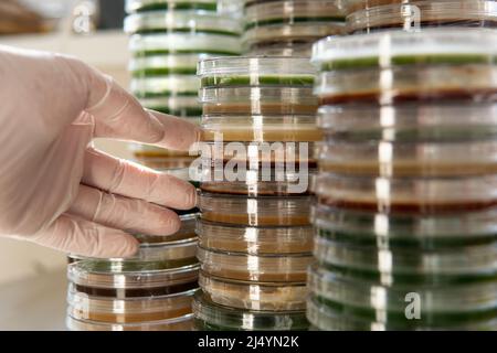 mycelium of exotic mushrooms in petri dishes. Selection and cultivation of mycelium. Mushroom cultivation around the world Stock Photo