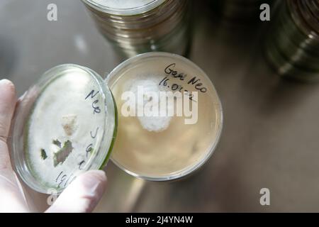 mycelium of exotic mushrooms in petri dishes. Selection and cultivation of mycelium. Mushroom cultivation around the world Stock Photo