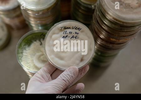 mycelium of exotic mushrooms in petri dishes. Selection and cultivation of mycelium. Mushroom cultivation around the world Stock Photo