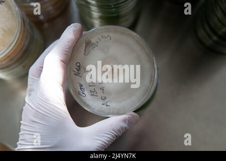 mycelium of exotic mushrooms in petri dishes. Selection and cultivation of mycelium. Mushroom cultivation around the world Stock Photo