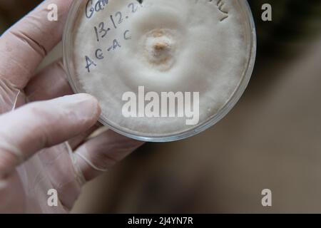 mycelium of exotic mushrooms in petri dishes. Selection and cultivation of mycelium. Mushroom cultivation around the world Stock Photo