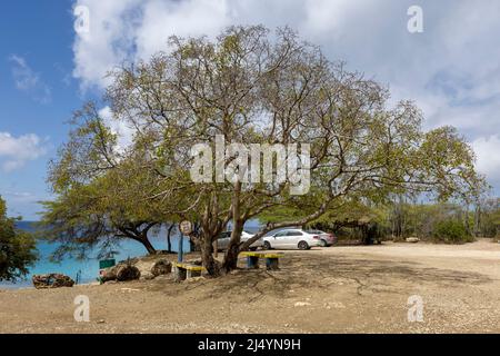 Poisonous manchineel tree at the parking lot of Playa Jeremi on the Caribbean island Curacao Stock Photo