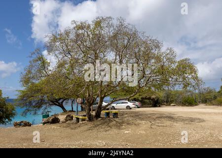 Poisonous manchineel tree at the parking lot of Playa Jeremi on the Caribbean island Curacao Stock Photo