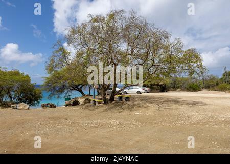 Poisonous manchineel tree at the parking lot of Playa Jeremi on the Caribbean island Curacao Stock Photo