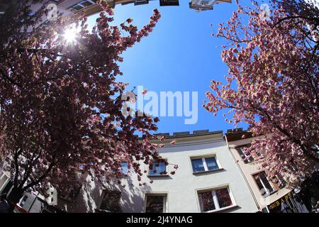 tree in front of a building Stock Photo