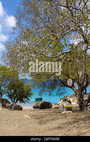 Poisonous manchineel tree with a warning sign at the access to Playa Jeremi on the Caribbean island Curacao Stock Photo