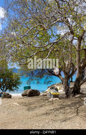 Poisonous manchineel tree with a warning sign at the access to Playa Jeremi on the Caribbean island Curacao Stock Photo