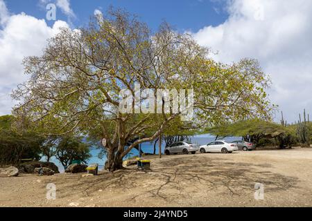 Poisonous manchineel tree at the parking lot of Playa Jeremi on the Caribbean island Curacao Stock Photo