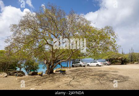 Poisonous manchineel tree at the parking lot of Playa Jeremi on the Caribbean island Curacao Stock Photo