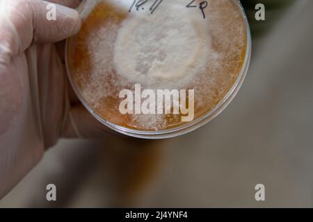 mycelium of exotic mushrooms in petri dishes. Selection and cultivation of mycelium. Mushroom cultivation around the world Stock Photo